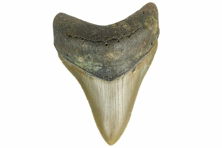 Fossil Megalodon Tooth - North Carolina #165434